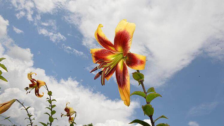 Foto: Ronald Rinklef