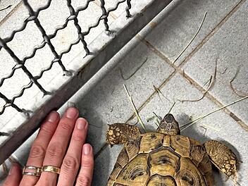 Diese Landschildkr&ouml;te wurde in Ebermannstadt gefunden.