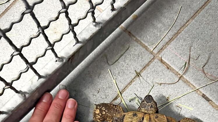Diese Landschildkr&ouml;te wurde in Ebermannstadt gefunden.
