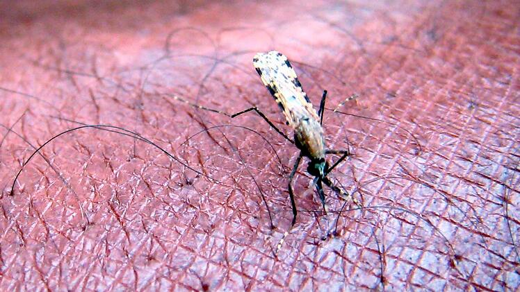 Malaria