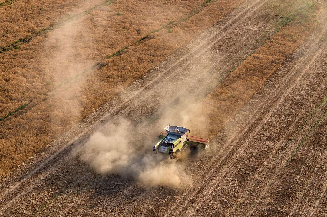 Erbsenernte in Sachsen
