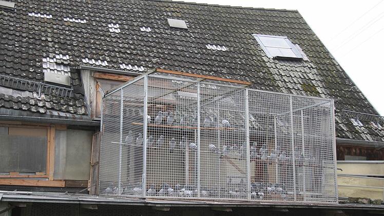 Jetzt im Hebst lässt Josef Birkel seine Brieftauben nicht mehr raus. Die Gefahr, dass sie von einem Habicht erwischt werden, ist zu groß . Foto: Sonja Adam