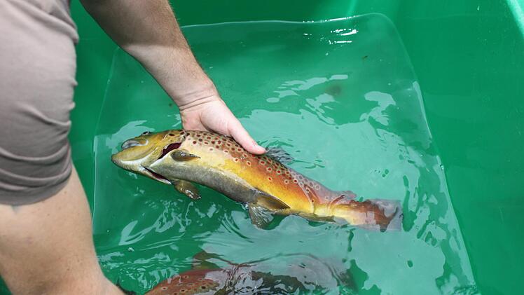 Bachforellen im BeckenCarmen Schwind
