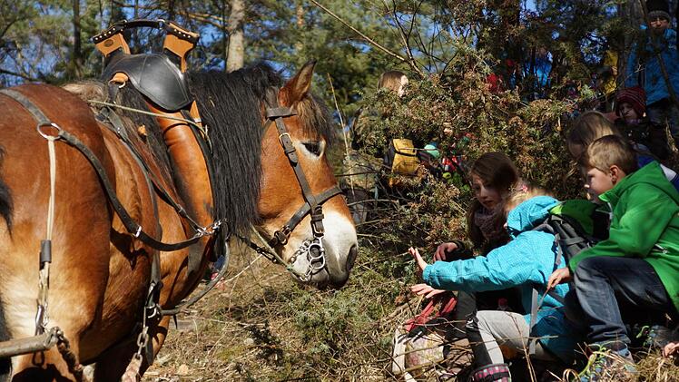 Pferd IgorFoto: Arkadius Guzy