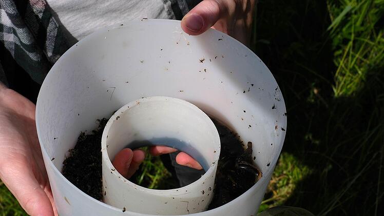 Dei gefangenen Insekten werden später im Labor untersucht.Gerd Schaar