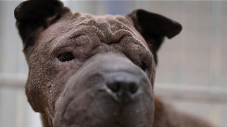 Sie achtjährige Shar-Pei-Mischlingsdame wurde am Tierheimzaun angebunden - in erbärmlichem Zustand.