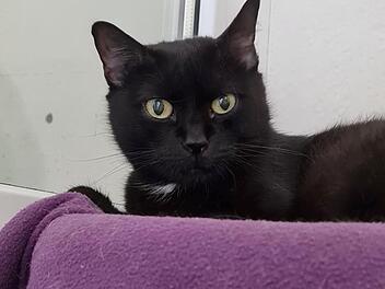 Tierheim Nürnberg: "Keine einzige Anfrage" für "Diva" - Tierheim setzt Katze sehr zu Tierheim Nürnberg: "Keine einzige Anfrage" für "Diva" - Tierheim setzt Katze sehr zu