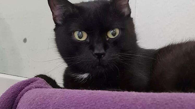 Tierheim Nürnberg: "Keine einzige Anfrage" für "Diva" - Tierheim setzt Katze sehr zu