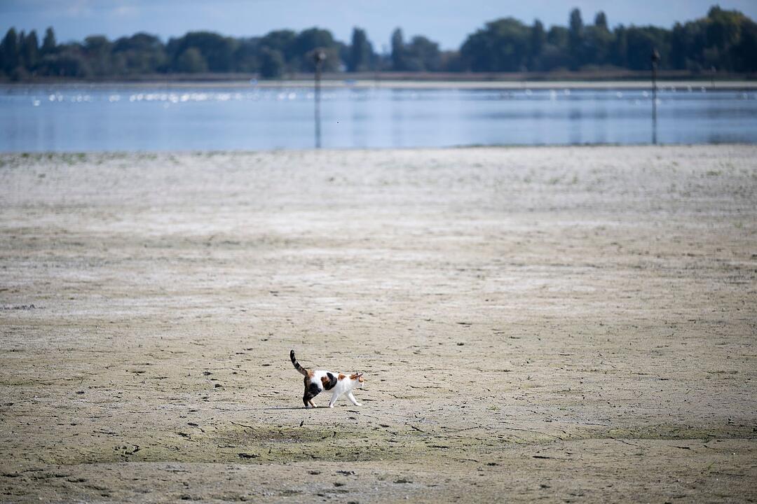 Niedrigwasser am Bodensee