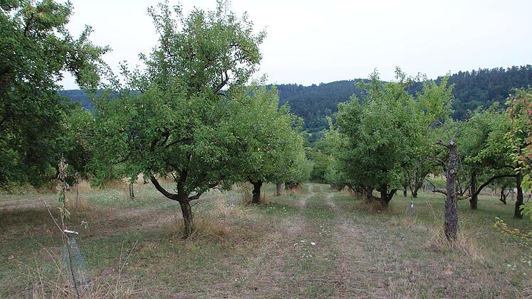 Hans-Karl Hertels Obstplantage an einem Abhang des Staffelbergs; hier veredelte er zahlreiche Bäume mit Reisern.Matthias Einwag