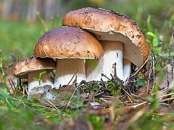 Mehrere Steinpilze wachsen eng nebeneinander. Die diesj&auml;hrige Pilzsaison war f&uuml;r viele Sammler eine sehr gute.  Symboldbild: Patrick Pleul/dpa-Zentralbild/