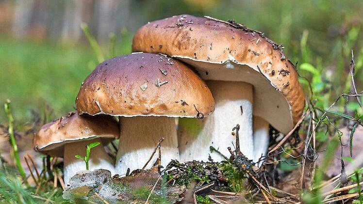 Mehrere Steinpilze wachsen eng nebeneinander. Die diesj&auml;hrige Pilzsaison war f&uuml;r viele Sammler eine sehr gute.  Symboldbild: Patrick Pleul/dpa-Zentralbild/