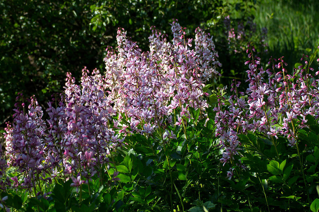 Fotos Konrad Thomann