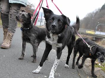 Dagmar Feller hat es sich zur Gewohnheit gemacht, in der Mittagspause mit ihren Hunden zu laufen. Gypsy, Lulu und Kimba mögen das sehr. Foto: Ulrike Müller