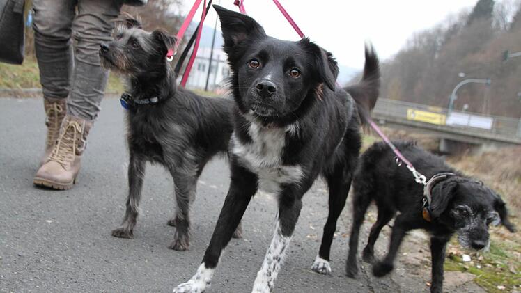 Dagmar Feller hat es sich zur Gewohnheit gemacht, in der Mittagspause mit ihren Hunden zu laufen. Gypsy, Lulu und Kimba mögen das sehr. Foto: Ulrike Müller