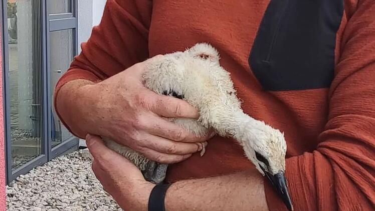 Frensdorf: Feuerwehr rettet Storchenbaby von Kirchendach