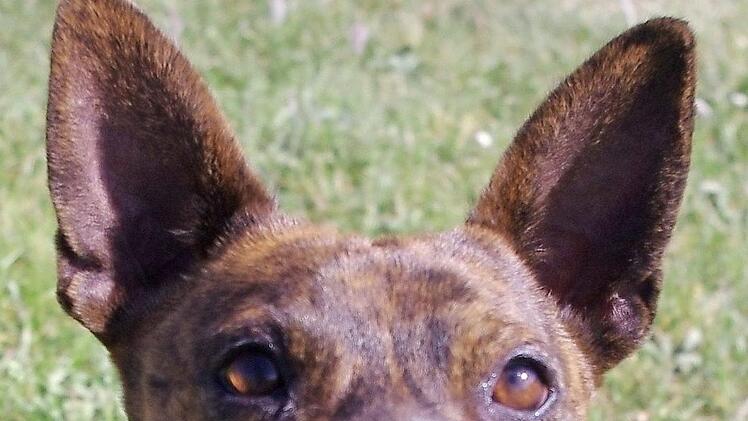 Barney wartet offenbar schon auf den n&auml;chsten Ball. Foto: privat
