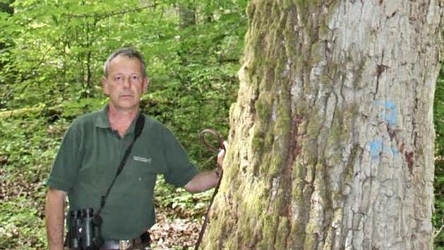 Wertvolle alte Eichen sind ein gro&szlig;er Schatz in Eberns Stadtwald. Unser Bild zeigt Forstamtsrat Wolfgang Gnannt, den zust&auml;ndigen F&ouml;rster, mit  einem m&auml;chtigen Exemplar, das Spechten Lebensraum bietet.hw