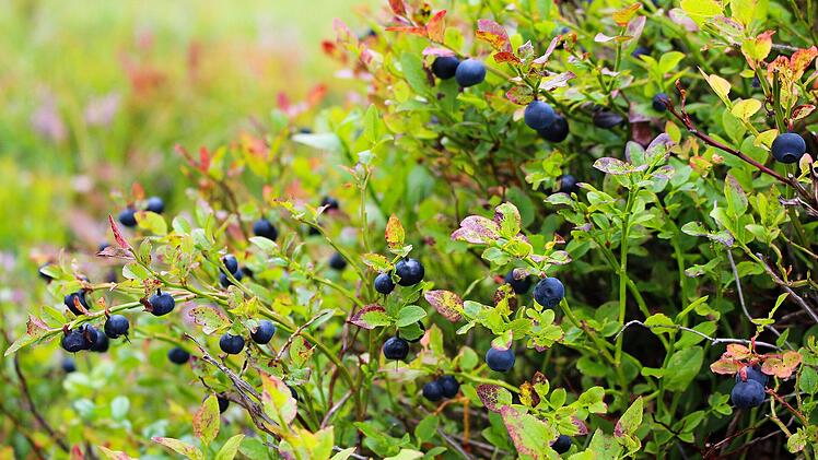 Ein Strauch voll mit erntereifen Heidelbeeren