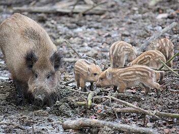 Eine Bache mit FrischlingenFoto: Friso Gentsch/dpa