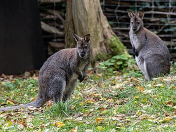 Bennett-K&auml;ngurus