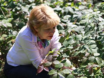 An den verschiedensten Orten im Rodachtal, vorwiegend an abgelegenen Stellen, sucht Dagmar Hänel nach Beeren aller Art, um diese für den häuslichen Gebrauch zu verarbeiten.  Foto: Michael Wunder