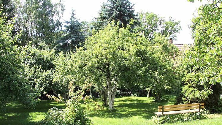 Die alten Apfelbäume Foto: Richard Sänger