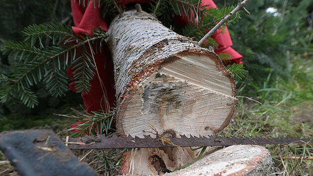 Tannenbaum sorgt f&uuml;r Unfall auf B303