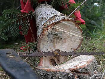 Tannenbaum sorgt für Unfall auf B303