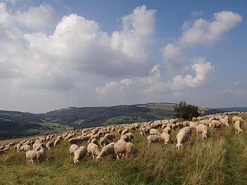 Schafhaltung ist ein vielseitiges Kulturerbe mit modernen Dienstleistungen und Produkten. Diesem Thema wird sich eine Ausstellung im Landratsamt widmen.  Foto: Erich Hutzelmann