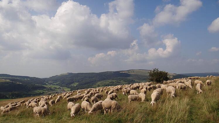 Schafhaltung ist ein vielseitiges Kulturerbe mit modernen Dienstleistungen und Produkten. Diesem Thema wird sich eine Ausstellung im Landratsamt widmen.  Foto: Erich Hutzelmann