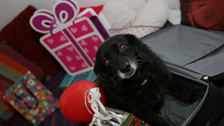 Lucy hat schon einen Platz im Koffer ergattert.