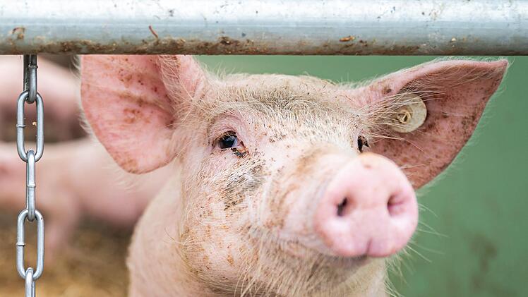 Ein Schwein