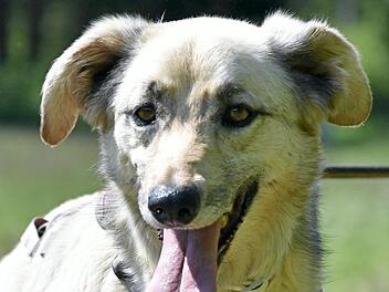 Mischlingshund Tico sucht ein Zuhause. Foto: Tierheim Kronach