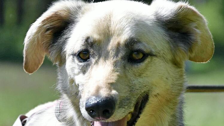 Mischlingshund Tico sucht ein Zuhause. Foto: Tierheim Kronach