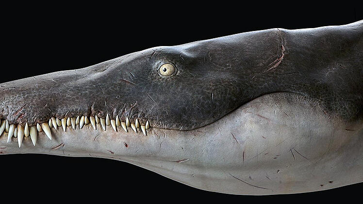 Lebensgroße Rekonstruktion des Kopfes und der Kiefer des Pliosauriers Lorrainosaurus. Das rund 170 Millionen Jahre alte Tier aus dem Zeitalter der Dinosaurier gehöre zu den ältesten bekannten Mega-Pliosauriern, berichtet ein Forschungsteam im Fachjournal "Scientific Reports".