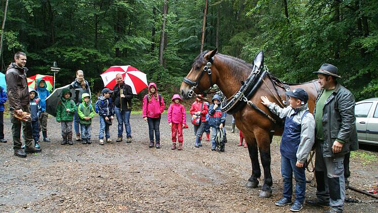 Keine Angst vor großen Tieren: Hautnah begegneten die Eltmanner Ferienprogramm-Kinder bei einem Besuch im Stadtwald dem Rückepferd Gustl. Als einer der Ersten traute sich Jakob Rumpel, dem Kaltblut den Hals zu tätscheln. Foto: Sabine Weinbeer