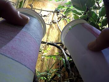 Kunner frisst das Heimchen im Mexiko-Becher und tippt damit auf einen deutschen Sieg. Foto: Melissa Herrmann