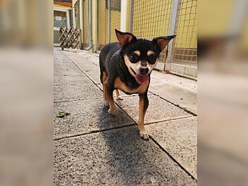 H&uuml;ndin Shiva aus dem Tierheim N&uuml;rnberg leidet unter einem Mastzelltumor. Mit der richtigen Behandlung k&ouml;nnte das Tier aber noch einige gl&uuml;ckliche Jahre vor sich haben. Foto: Tierheim N&uuml;rnberg