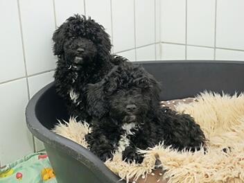 Tierheim Feucht: Sechs Hundewelpen aus illegalem Transport aufgenommen