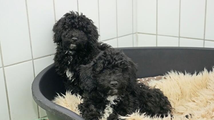 Tierheim Feucht: Sechs Hundewelpen aus illegalem Transport aufgenommen