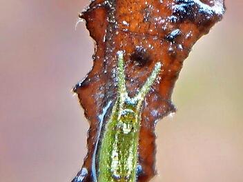 Raupe vom Gro&szlig;en Schillerfalter: Was machen Schmetterlinge eigentlich im Winter? Darum geht es in einer BN-Veranstaltung am 15. Februar.