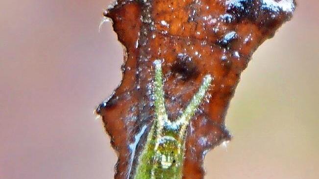 Raupe vom Gro&szlig;en Schillerfalter: Was machen Schmetterlinge eigentlich im Winter? Darum geht es in einer BN-Veranstaltung am 15. Februar.