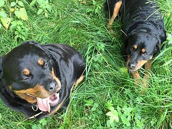 Ein Kulmbacher und seine Frau klagen gegen ein Hundehaltungsverbot, das die Stadt nach dem Beißangriff der Rottweiler "Max" und "Alfons" verhängte, die einen neunjährigen Schüler schwer verletzt hatten.  Foto: Archiv/privat