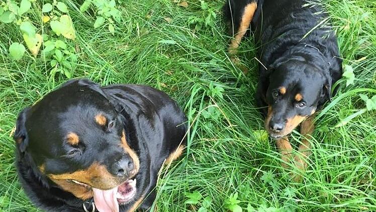 Ein Kulmbacher und seine Frau klagen gegen ein Hundehaltungsverbot, das die Stadt nach dem Beißangriff der Rottweiler "Max" und "Alfons" verhängte, die einen neunjährigen Schüler schwer verletzt hatten.  Foto: Archiv/privat