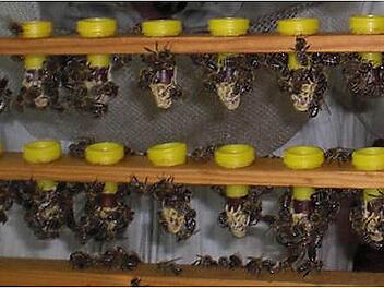 Ein Blick in den Stock von Kreisvorsitzendem Hans Jorda in Oberrodach zeigt: Die Bienen im Frankenwald sind in diesem Frühjahr äußerst fleißig.  Foto: privat