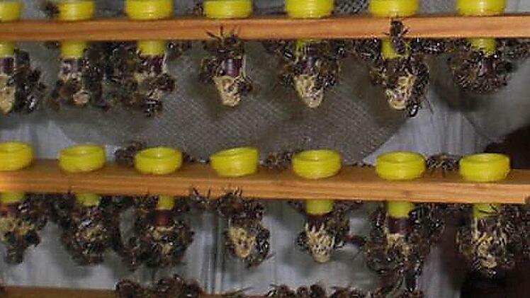 Ein Blick in den Stock von Kreisvorsitzendem Hans Jorda in Oberrodach zeigt: Die Bienen im Frankenwald sind in diesem Frühjahr äußerst fleißig.  Foto: privat