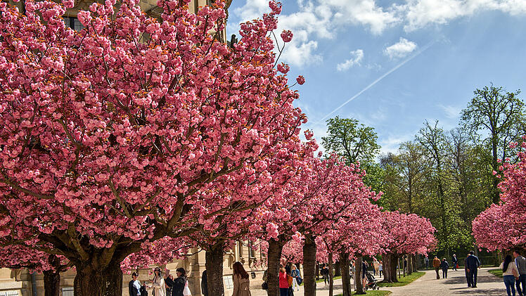 Baumblüte im Hofgarten der Würzburger Residenz