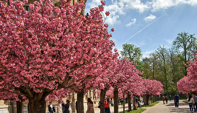 Baumblüte im Hofgarten der Würzburger Residenz