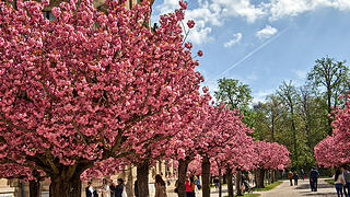Baumblüte im Hofgarten der Würzburger Residenz
